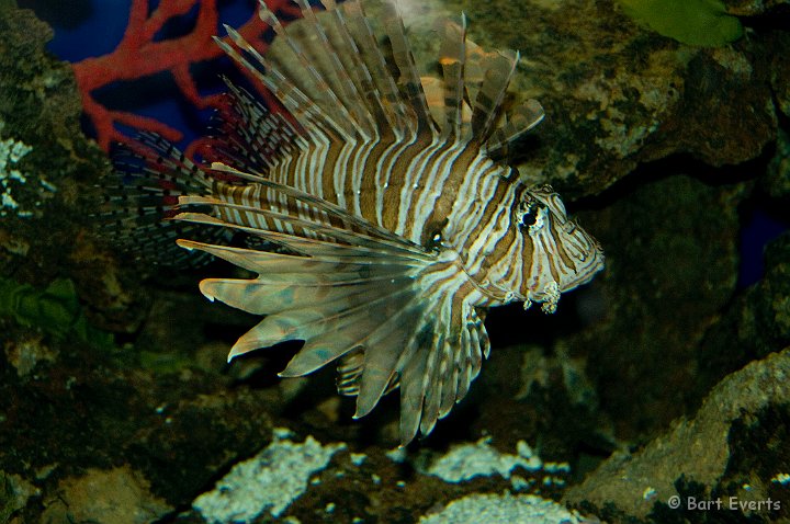 DSC_6910.jpg - The Vancouver Aquarium: scorpionfish